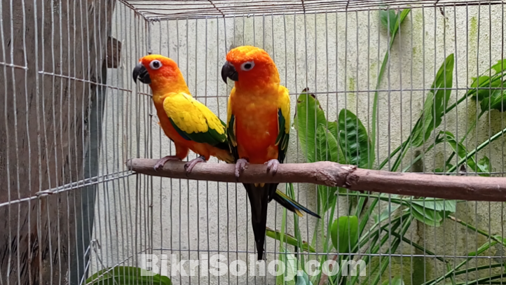 Sun conure breeding pair with paper